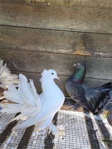 Burung Merpati Merak Cantik