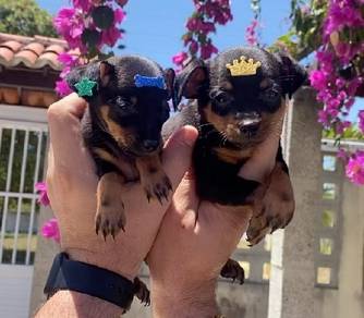 mini pinscher g
