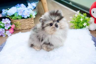 Merle Pomeranian-boy