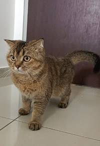 mix bsh