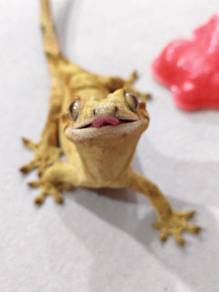crested gecko