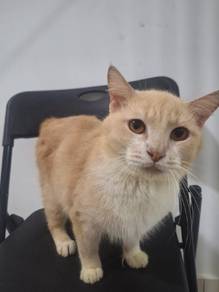 male 2 year cat