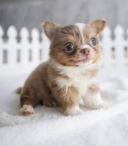 CHIHUAHUA PUPPIES 148🌷Head Apple Bonnie Dog Male