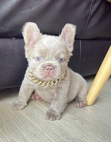 FRENCH BULLDOG PUPPIES FP219🌻 Cute & Big Rope