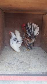 Ayam serama