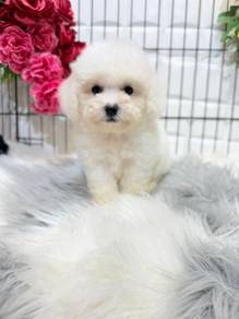 PPQ912dd Bichon x Poodle white haired designer dog