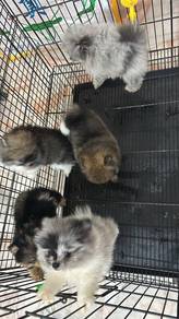 20 Pomeranian (Pet Shop) Merle / Parti / Black Tan
