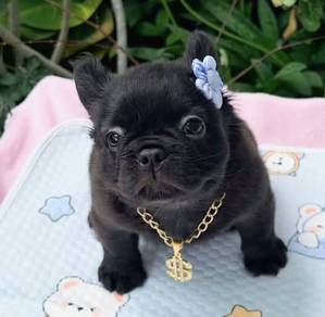 FRENCH BULLDOG PUPPIES 🌻VIP124 Long Fur / Girl