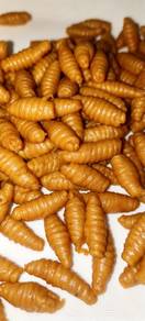 Kuih Siput Black pepper 150g
