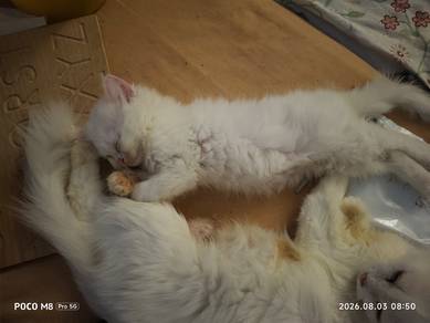 Turkish Angora with Curl Ears 