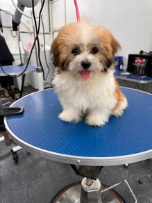 Shihtzu