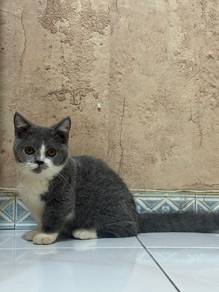 Ss Munchkin