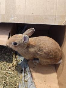 Cute baby rabbit