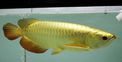 24K golden crossback 10 inch -wholesale price