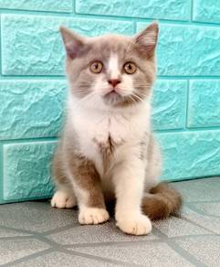 male bsh