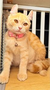 American Curl Female For Rehome