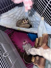 Sugar Glider sepasang