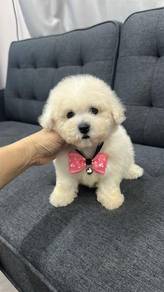 比熊犬女
Bichon 
Female
