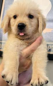 Golden retriever good quality champion line