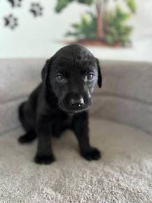 black Labrador 3