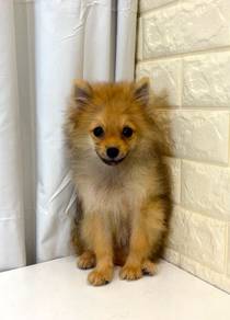 J0568 Pomeranian Little Lion Puppy