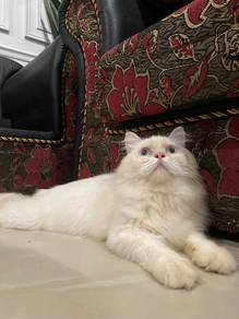 kucing semi flat