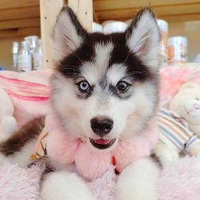 Husky