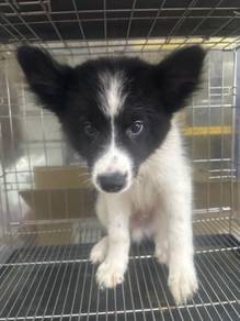 Border Collie Male n Female Puppies