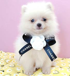 Pomeranian