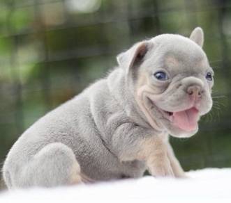 FRENCH BULLDOG PUPPIES VIP210🌻Cute & Healthy