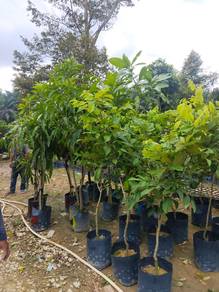Benih Pokok Buah Saiz besar 5 kaki 6 kaki