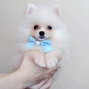 Pomeranian