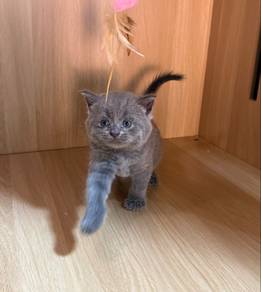 British Shorthair Male Kitten Purebred PROMO