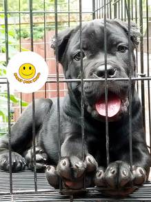 QWE5500 Cane Corso #MKA puppies