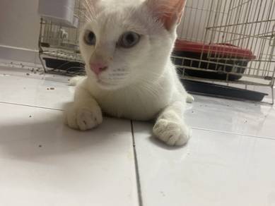 Cat for rehome