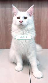 Purebred Maine Coon