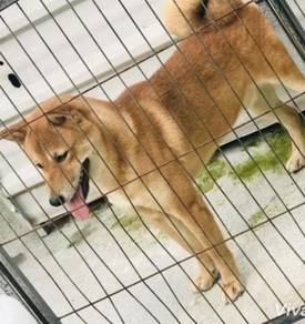 Shiba inu japanese breed for stud service