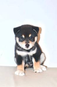 i2 Cute Shiba Puppy