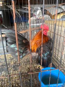 ayam serama gred show & ayam batik