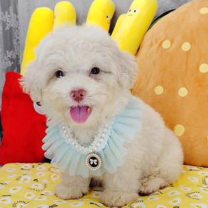 Poodle