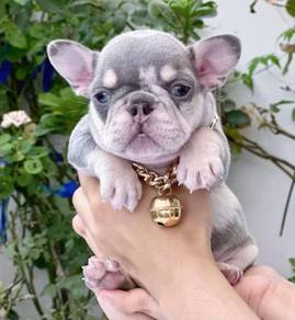 FRENCH BULLDOG PUPPIES FB282🌻Cute Puppy Available