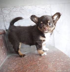 CHIHUAHUA PUPPIES 154🌷Head Apple Cute Dog