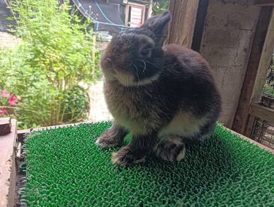 Arnab Netherland Dwarf