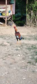 Ayam batang kaki