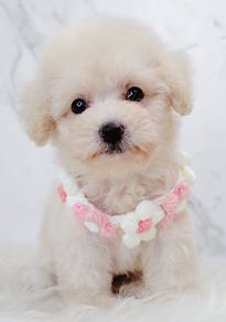 Tiny Toy Poodle