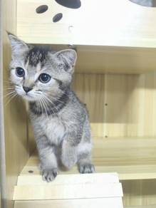 Anak Bsh untuk dijual
