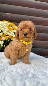 maltipoo!!