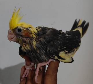 Cockatiel 