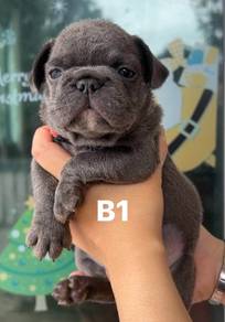 FRENCH BULLDOG PUPPIES VIP206🌻Cute & Healthy Boy