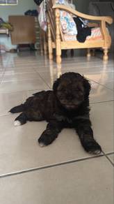 dog selling